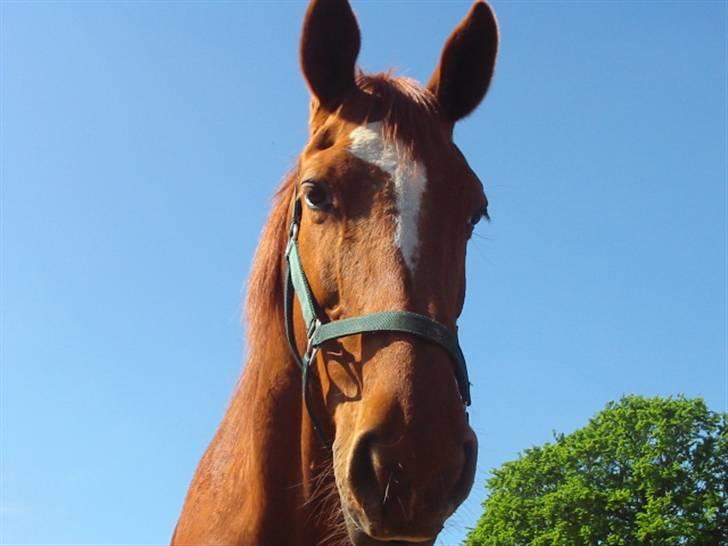 Dansk Varmblod Dane-vangs Red Lady SOLGT billede 11