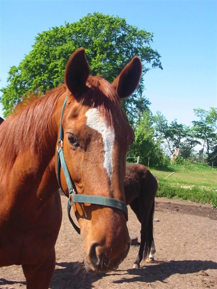Dansk Varmblod Dane-vangs Red Lady SOLGT billede 12