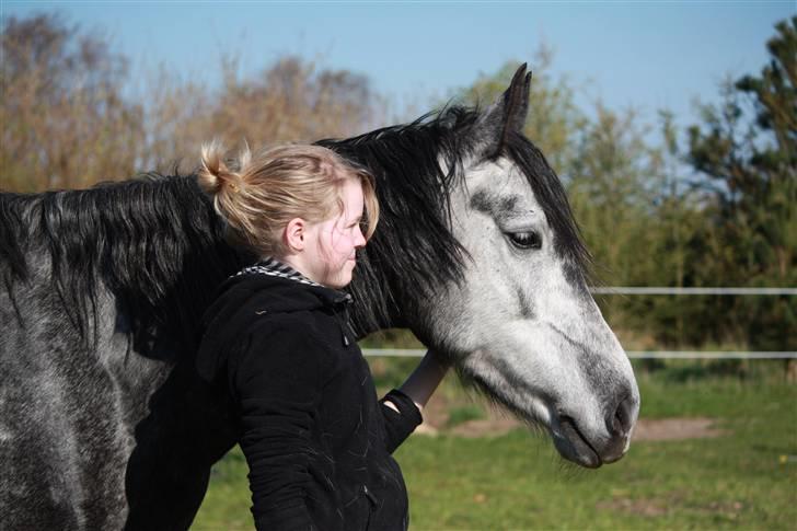 Anden særlig race Blue Silky Walker billede 7