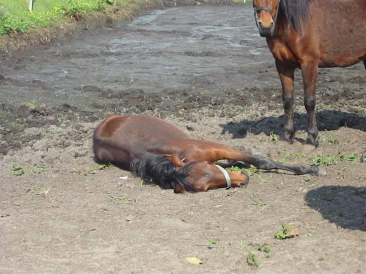 New Forest Lundgaards Cointreau billede 14