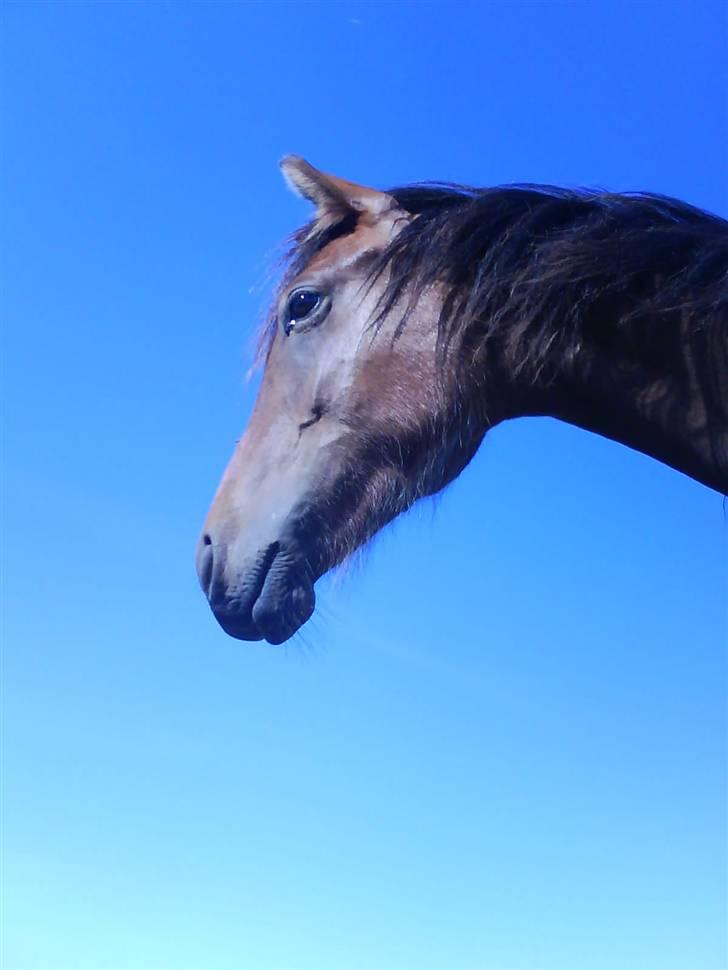 New Forest Lundgaards Cointreau billede 15