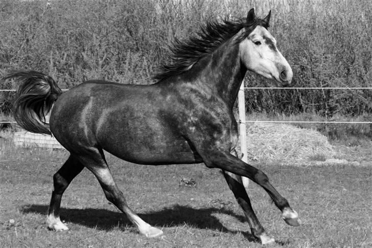 Anden særlig race Blue Silky Walker - Silki <3 Foto : Anne (kusine) billede 8