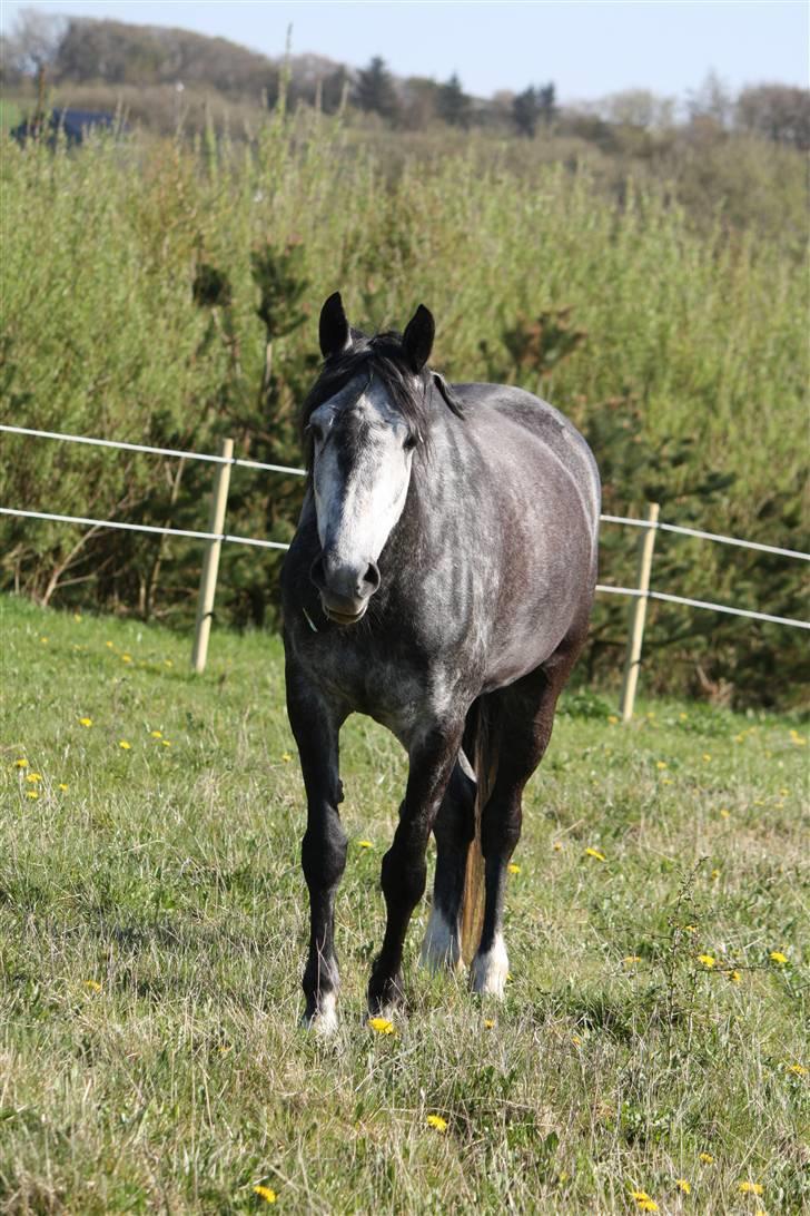 Anden særlig race Blue Silky Walker - Silki <3 en fryd for øjet!Foto : Anne (kusine) billede 10