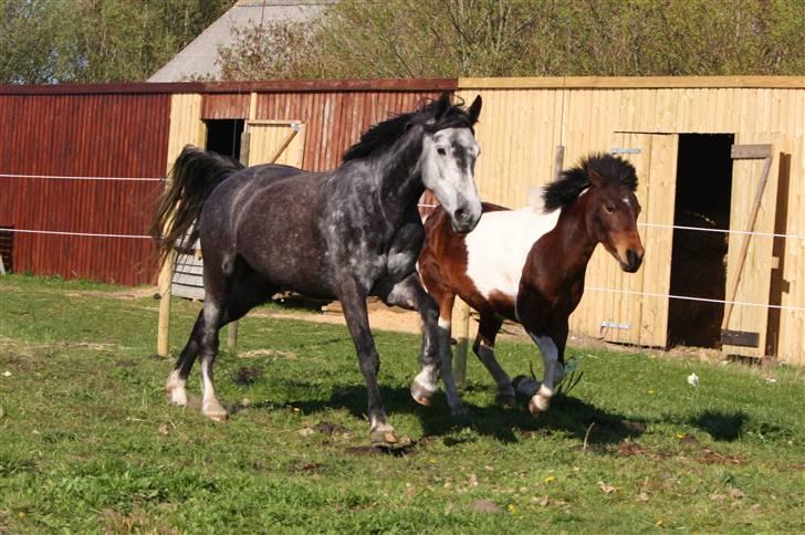 Anden særlig race Blue Silky Walker - Fart på Indy, Fart påååå!! x´D Foto: anne (Kusine) billede 12