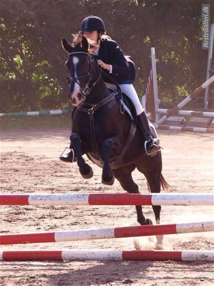 Anden særlig race  - Misja (SOLGT) - 3; ulc i Nibe - september 2009.| foto: futte, Mette Marie <3 billede 3