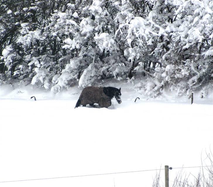 Anden særlig race  - Misja (SOLGT) - 5; I sneen d. 7 januar 2010 :´) | foto: mig billede 5