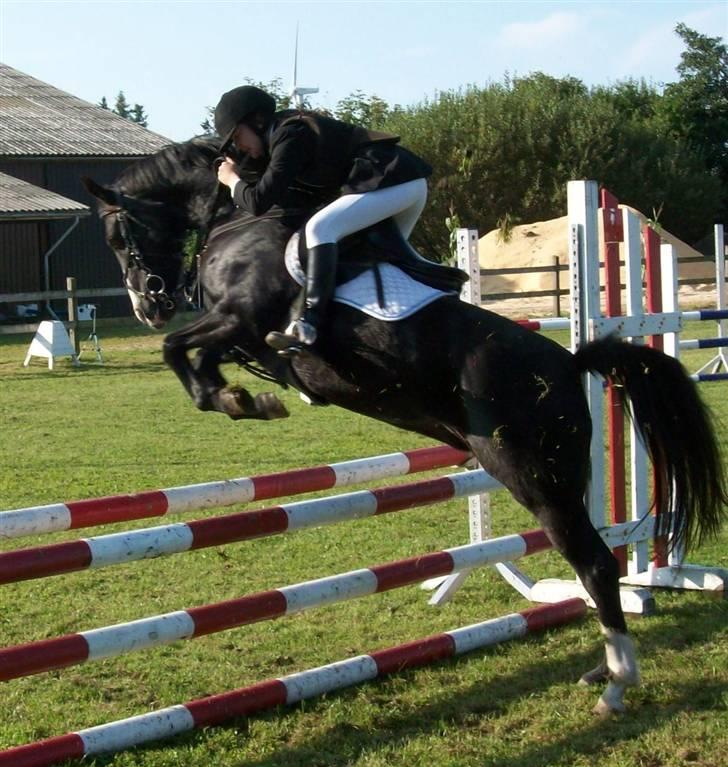 Anden særlig race  - Misja (SOLGT) - 6; Nogen der siger hun IKKE kan springe? :o).. I en LB, som vi debuterede på c-plan med 0 fejl :]. | foto: hh-foto <3 billede 6