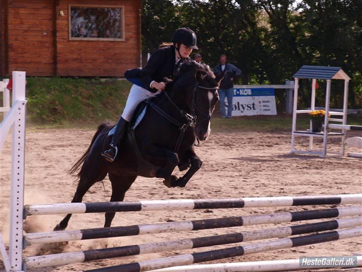 Anden særlig race  - Misja (SOLGT) - 11; ulc i Nibe - september 2009.| foto: futte, Mette Marie <3 billede 11