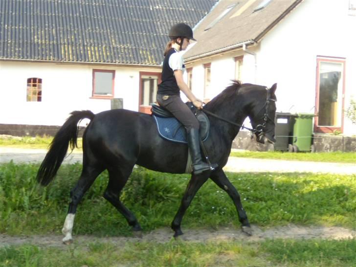 Anden særlig race  - Misja (SOLGT) - 12; Misja i dressur :o).. Dejlig pony! | foto: Tina <3 billede 12