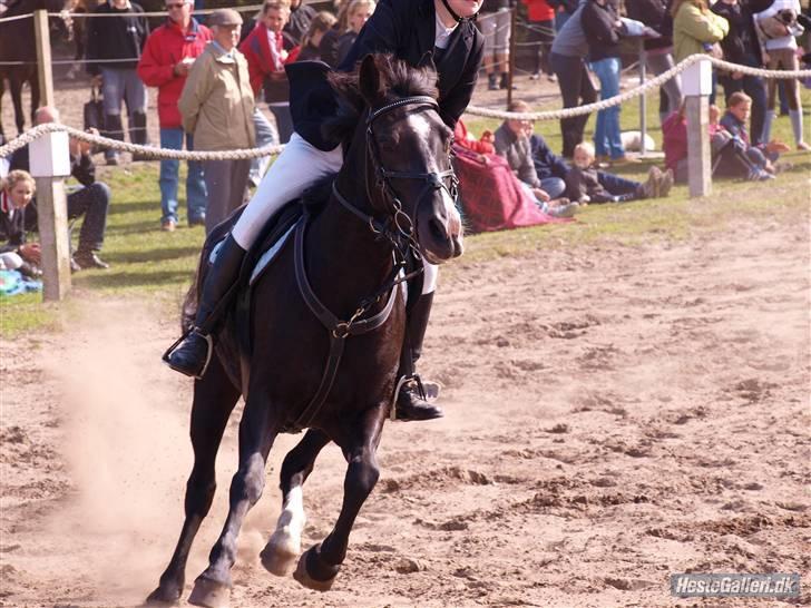 Anden særlig race  - Misja (SOLGT) - 13; fuuuuld fart! xD | foto: futte, Mette Marie ;)<3 billede 13