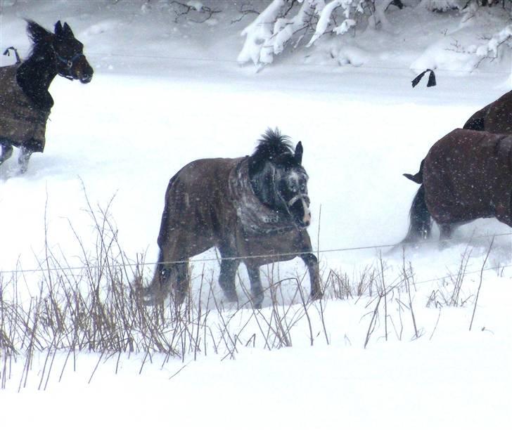 Anden særlig race  - Misja (SOLGT) - 17; I sneen d. 7 januar 2010 :´) | foto: mig billede 17
