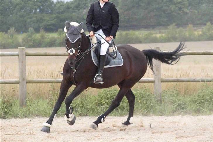 Tysk Sportspony Oleander  - Til stævne i hedensted - Mester foto; kathrine bruun  billede 1
