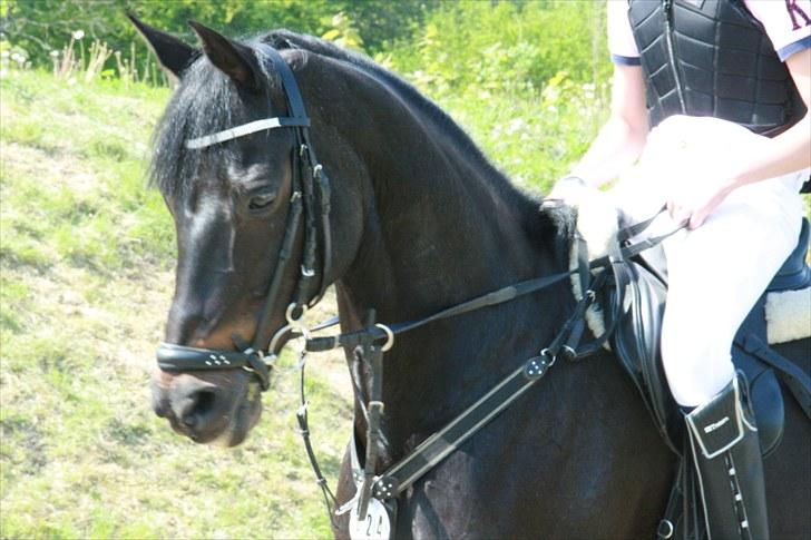 Tysk Sportspony Oleander  - smukke´smukke ole i åbenrå?! mesterfoto; liv lichtenstein billede 4