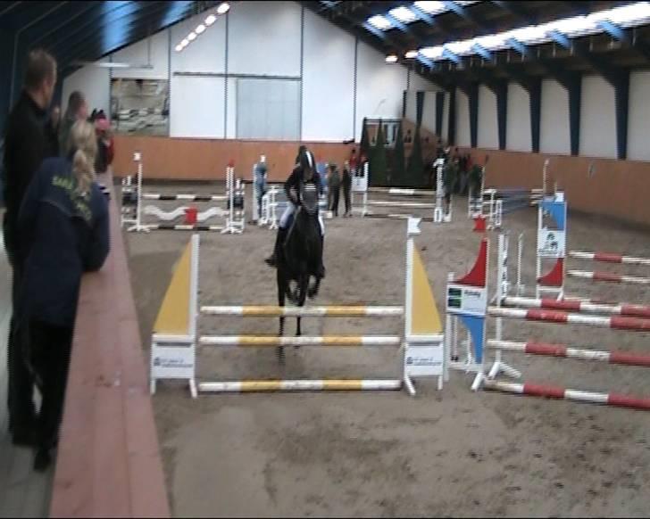 Tysk Sportspony Oleander  - Én Lb, Middelfart .. mesterfoto: far billede 5