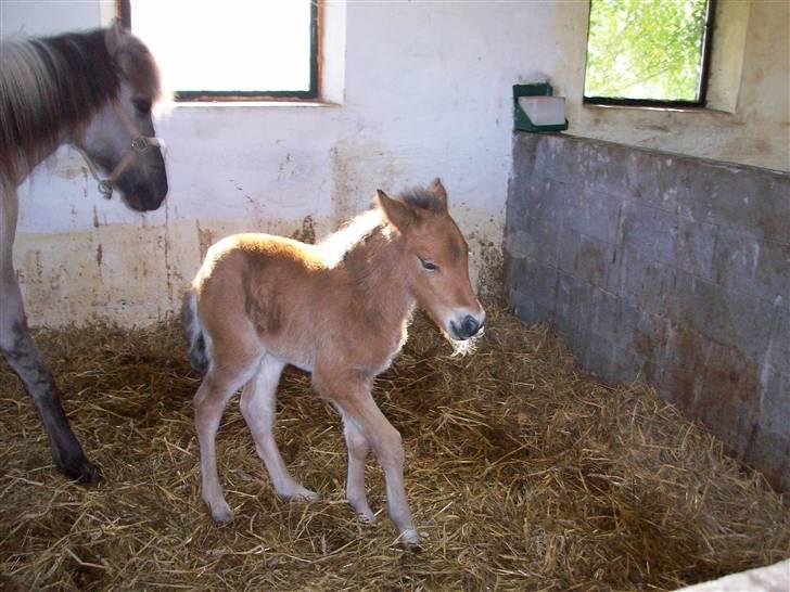 Islænder julia fra floes  billede 11