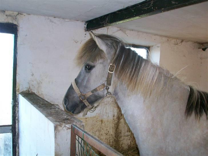 Islænder julia fra floes  billede 12
