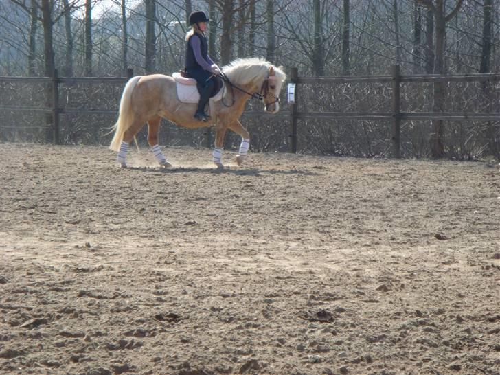 Welsh Mountain (sec A) Flicka *Flicksen*  billede 18