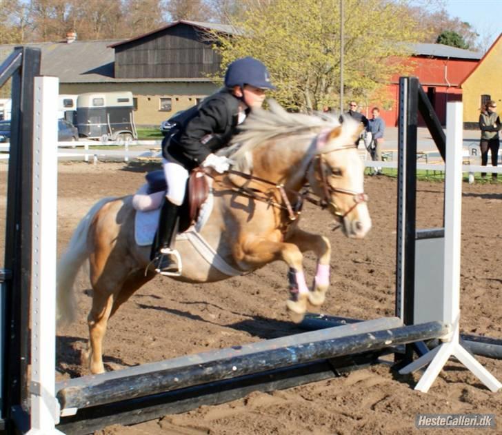 Welsh Mountain (sec A) Flicka *Flicksen*  - de er taget af Emilie Gleerup  billede 20