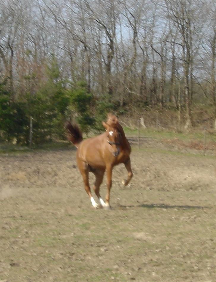 Anden særlig race Jasmin Clover  - min lidt mærkelige pony på fold(; billede 15