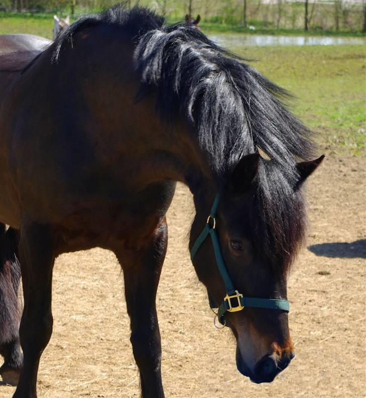 Welsh Cob (sec D) Bjørnstrups mona lisa billede 18