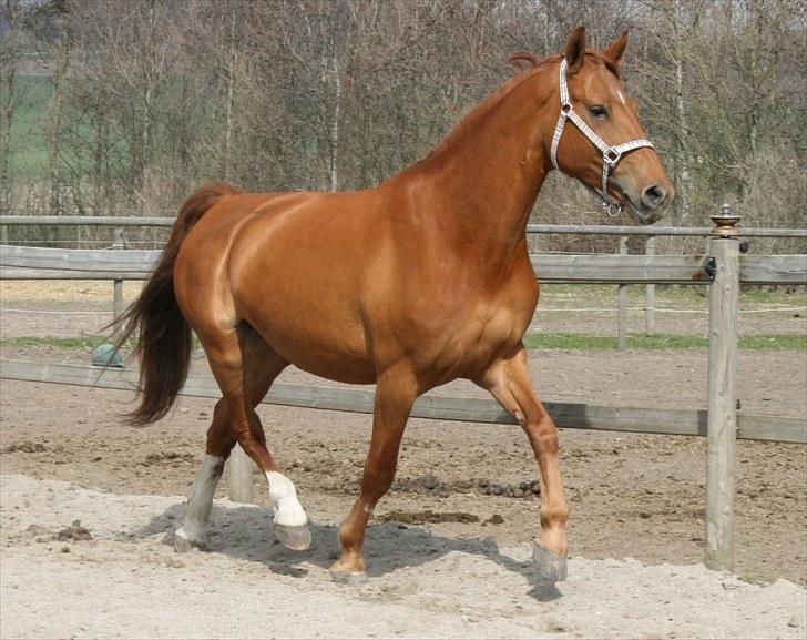 Anden særlig race Hope - NYT....  billede 8