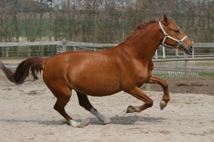 Anden særlig race Hope - NYT... billede 9