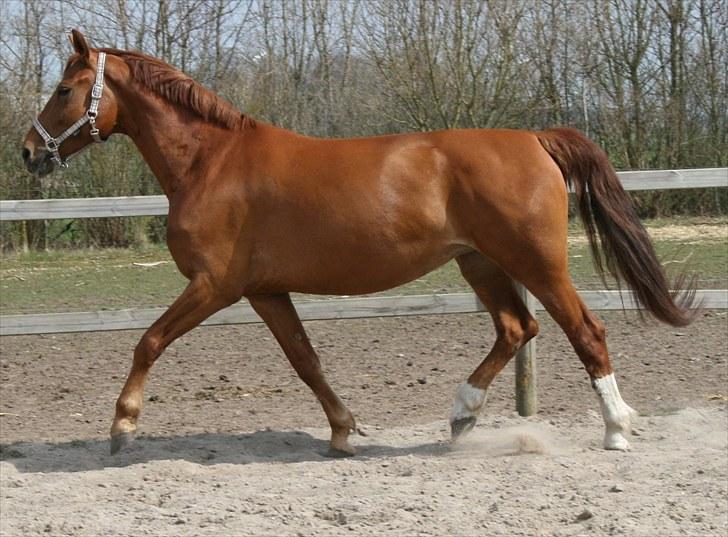 Anden særlig race Hope - NYT... billede 10