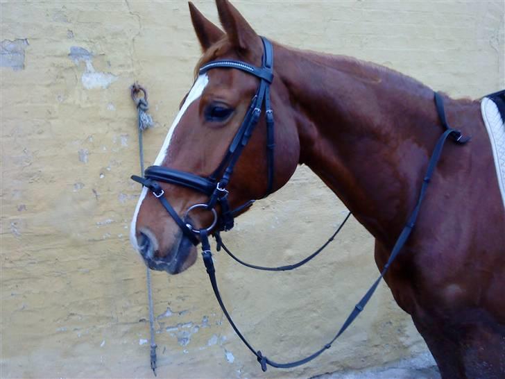 Frederiksborg Atlantis billede 9