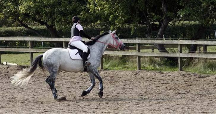 Anden særlig race Marie After Eight - Galop :D opvarming :D *foto* far  billede 7