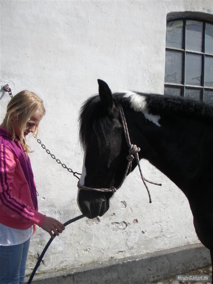 Pinto Honey minengel R.I.P - du vil altid være den ene... billede 3