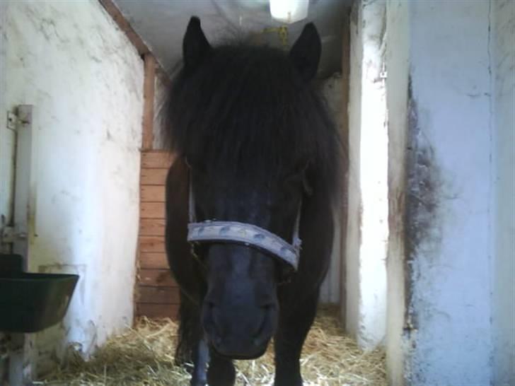 Shetlænder Olga! R.I.P SAVNET!!! :'( - I boksen billede 16