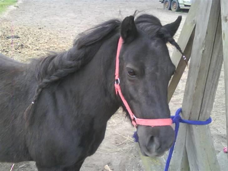Shetlænder Olga! R.I.P SAVNET!!! :'( - Hendes fine fletninger billede 17