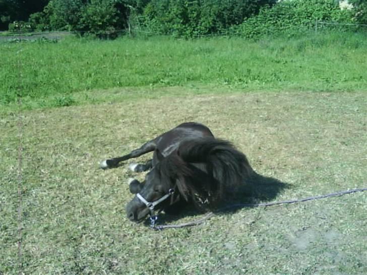 Shetlænder Olga! R.I.P SAVNET!!! :'( - Skipper er ikke den eneste der kan lide folden - var?! :D billede 18