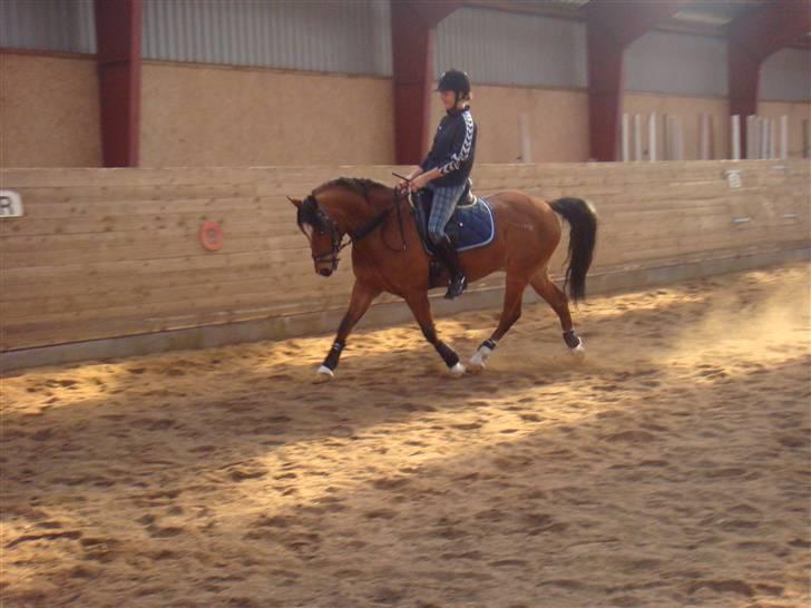 DSP Bæklunds Lester Solgt/´;  billede 6