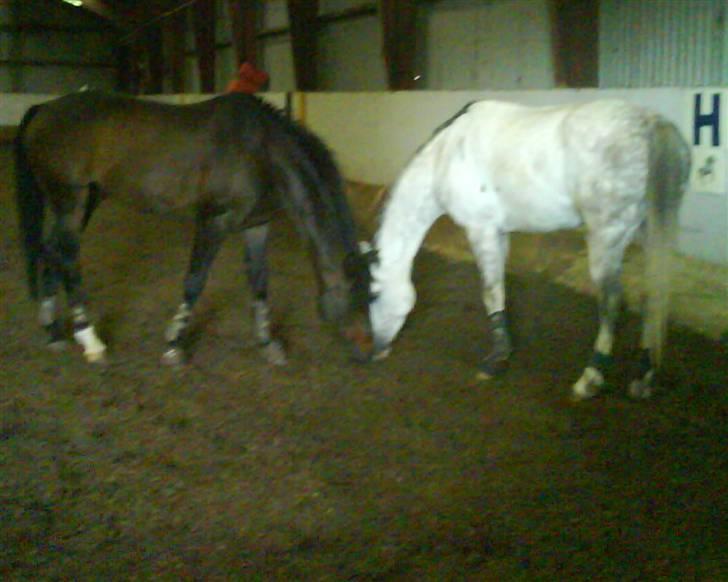 Tysk Sportspony - Anthony  billede 2