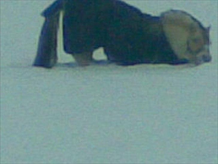 Fjordhest Dalton (R.I.P) Min himmelhest<3 - nu skal jeg rulle mig!^^ billede 10