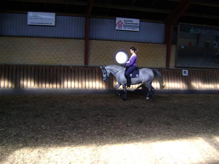 Anden særlig race venus  solgt billede 17