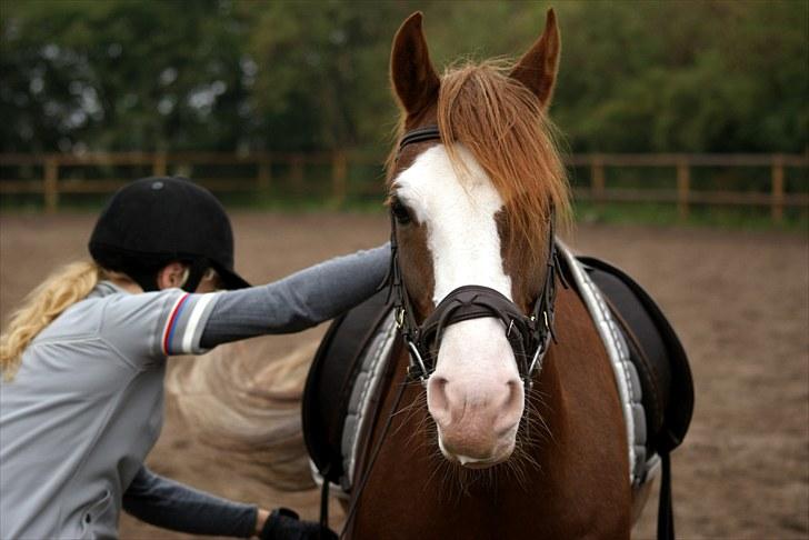 Welsh Partbred (Sec F) Rosengårdens Sodapop SOLGT - NYT! 11/9-10 Dressurtræning. Foto: Katrine Andreassen billede 11