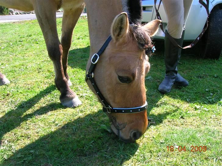 Anden særlig race Lucas  - I det vi skal hjem etter en super dag:)))) Foto:Mig selv <33 billede 15