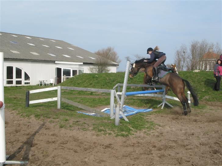 New Forest Lady billede 14