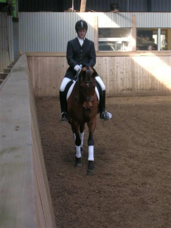 Arabisk fuldblod (OX) Malek (Tidligere redet) - Fra LC3 klassen i Bramming billede 18