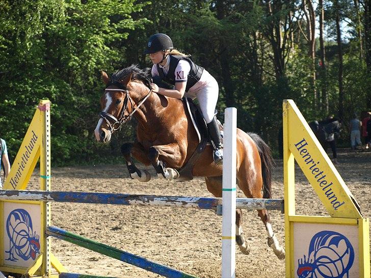 Hollandsk Sportspony  ANNIE | SOLGT :'( - Opvarmning Mb 2011 billede 10