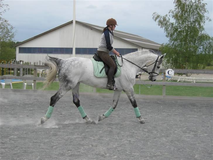 Dansk Varmblod Heslegård's Ronja<3  - Dressur træning sommer 2009´ hun gik så godt ! <3 billede 2