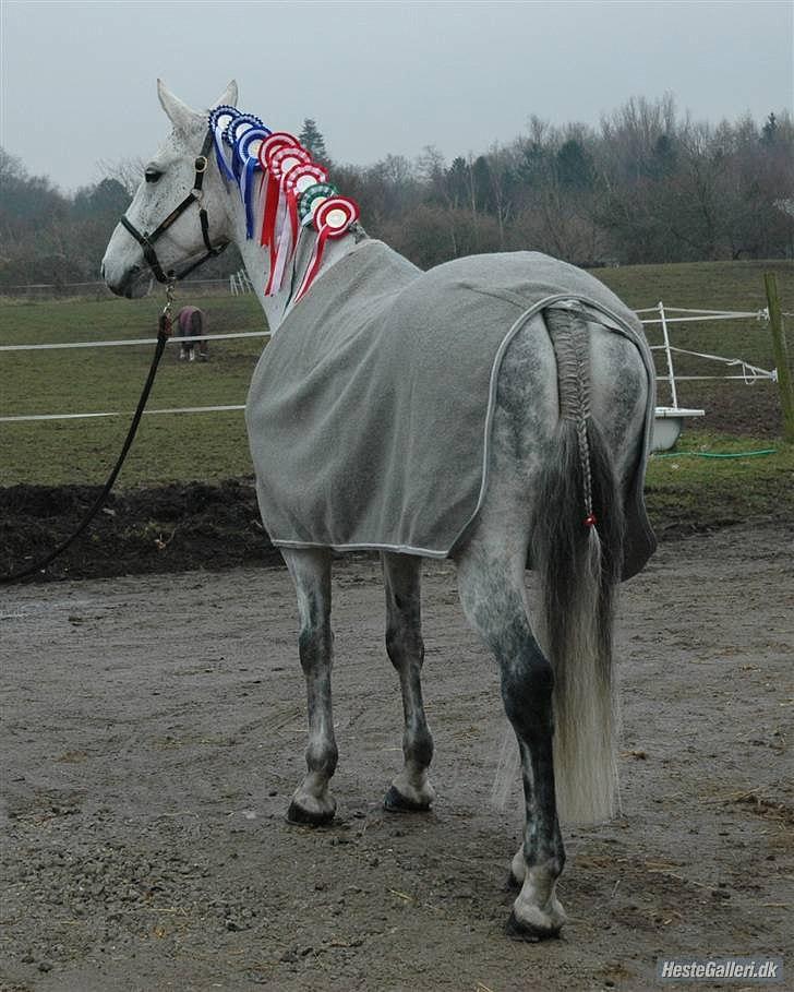 Dansk Varmblod Heslegård's Ronja<3  - Fordi du lære mig nogen, hver gang jeg sidder på dig!´ <3 billede 4