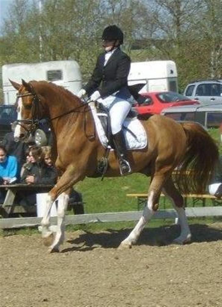 Dansk Varmblod Bemcha Swing **solgt** - Stævne forår 09... billede 15