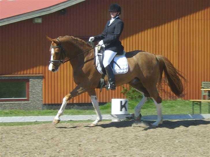 Dansk Varmblod Bemcha Swing **solgt** - Stævne forår 09... billede 16