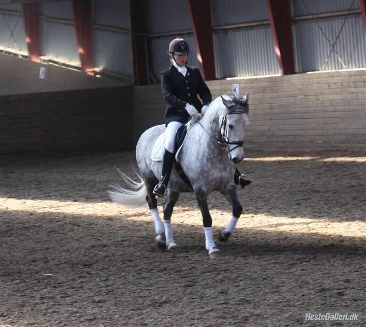 Anden særlig race Kilimanjaro - Stævne VSR. FOTO: Nicole billede 13