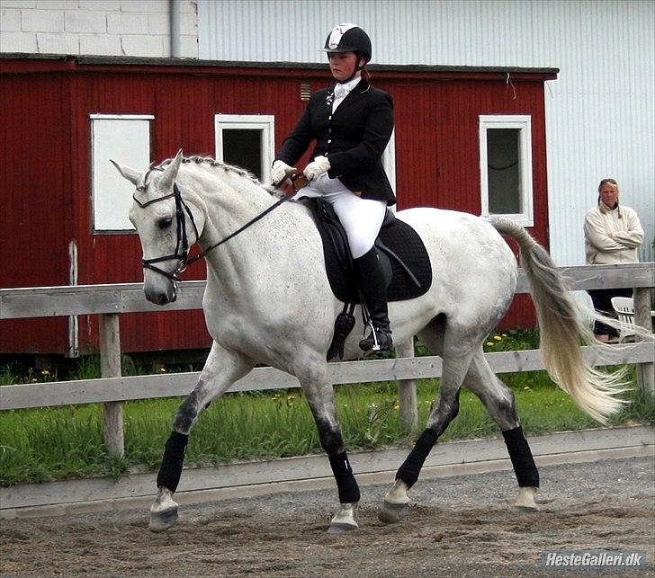 Dansk Varmblod Heslegård's Ronja<3  - Fordi du elsker sne ´ <3 billede 9