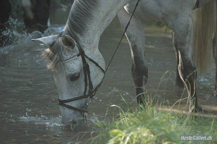 Dansk Varmblod Heslegård's Ronja<3  - fordi du elsker det :* <3 . omkring 110-120 <3 billede 14