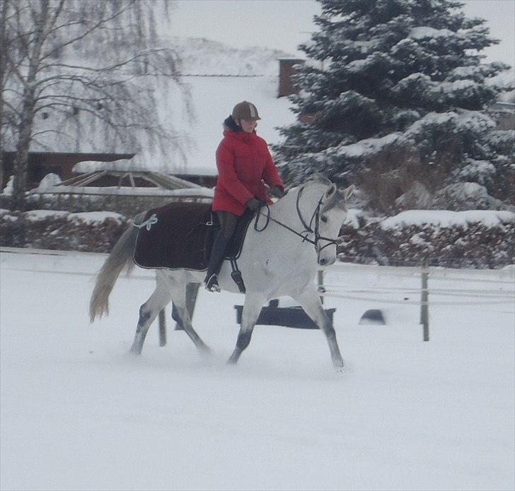 Dansk Varmblod Heslegård's Ronja<3  - Klap til stjernen´ efter et super program,´ <3 billede 16